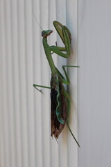 green praying mantis