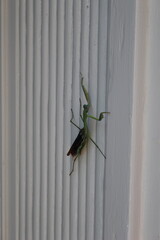 mantis baby