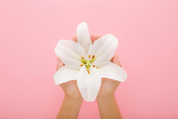 Young adult woman opened palms holding big beautiful fresh white lily flower head on light pink table background. Pastel color. Closeup. Point of view shot. Top down view.