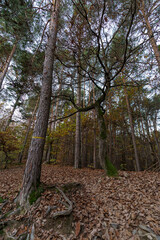 Forest landscape of Montiggl in Eppan in South Tyrol.