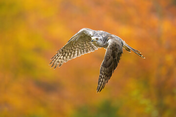 A goshawk on a clearing near the forest hunting.