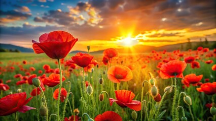 Vibrant red poppy flowers blooming in a lush green meadow at sunset, meadow, sunset, wildflowers, flowers, petals