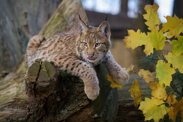 Cute and playful lynx cubs.