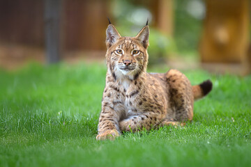 Cute and playful lynx cubs.