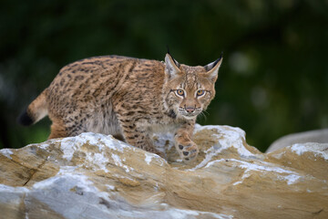 Cute and playful lynx cubs.