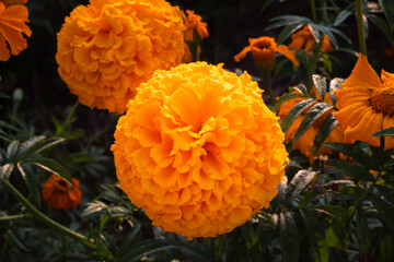 Cempasuchil flower field in the morning. 