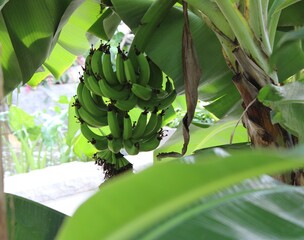 banana tree in the garden © HickoryView
