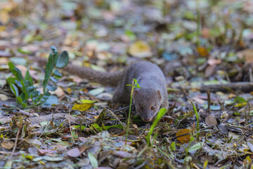 Indian grey mongoose or Asian grey mongoose (Urva edwardsii) at Rabindra Saravar, Kolkata, West Bengal, India