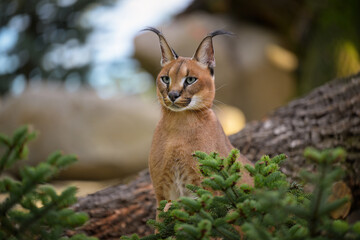 Fototapeta premium A caracal lies in the grass at sunrise in the morning dew.