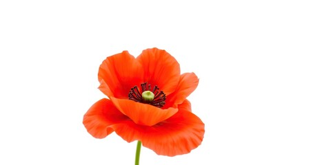 Vibrant bright red poppy flower standing out against a white background, beauty, flora, isolated