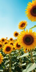 Fototapeta premium Vibrant field of blooming sunflowers under clear blue sky, sunflower field, bright, growth