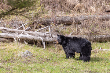 Black Bear in Yellowstone National Park Wyoming in Springtime