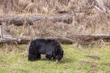 Black Bear in Yellowstone National Park Wyoming in Springtime