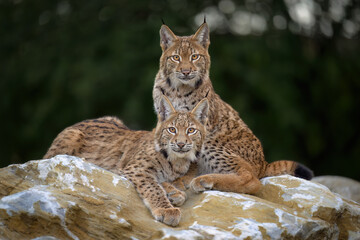 Cute and playful lynx cubs.