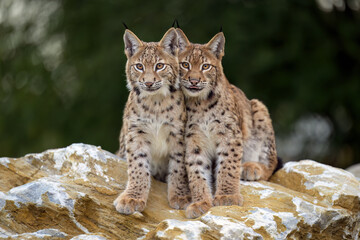 Fototapeta premium Cute and playful lynx cubs.