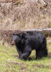 Black Bear in Yellowstone National Park Wyoming in Springtime