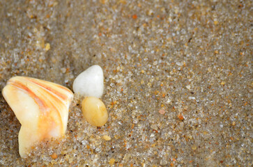 Sea shell and tumbled rocks on sandy ocean beach close up