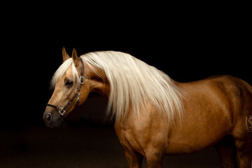 A beautiful golden horse of the Spanish purebred breed