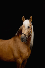 A beautiful golden horse of the Spanish purebred breed