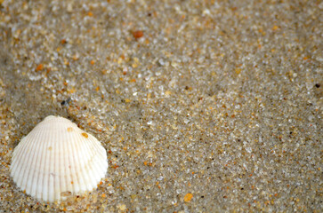 Single sea shell on sandy ocean beach close up