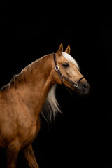 A beautiful golden horse of the Spanish purebred breed