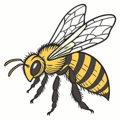 bee illustration