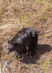 Black Bear in Yellowstone National Park Wyoming in Springtime
