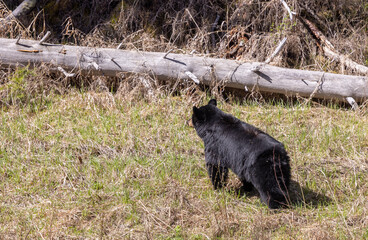 Black Bear in Yellowstone National Park Wyoming in Springtime