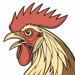 rooster isolated on white background