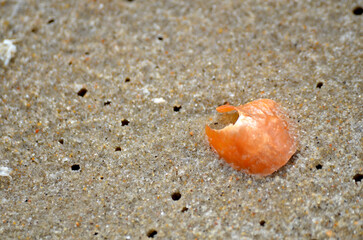 Shiny coral opal shell on sandy beach close up