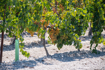 Harvest on famous sherry wines grape vineyards in Andalusia, Spain, sweet pedro ximenez or muscat,...