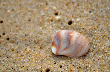 Orange and white crepidula shell on a sandy beach close up