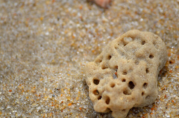 Chunk of coral on a sandy beach close up