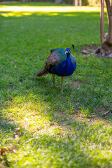 Fototapeta premium Green public park with large trees, lot of shadow, colourful peacocks birds in one of oldest city in Europe, Sevilla, Andalusia, Spain