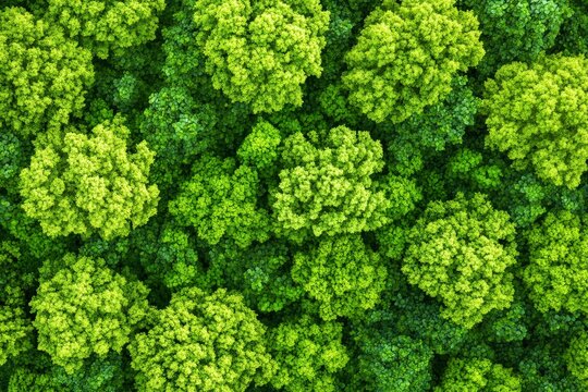 Vibrant Forest Canopy Texture