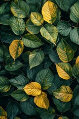 Fototapeta premium Close-up of leaves with dark green and yellow tones