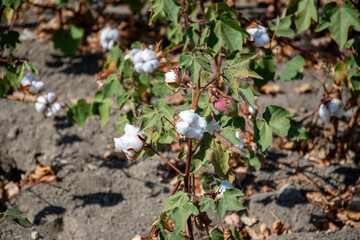 Organic cotton plants field with white open buds ready to harvest near Sevilla, Cordoba, Andalusia, Spain