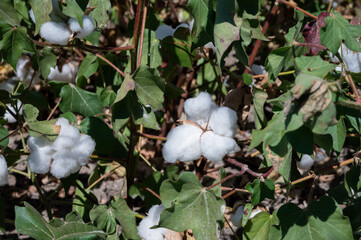 Organic cotton plants field with white open buds ready to harvest near Sevilla, Cordoba, Andalusia, Spain