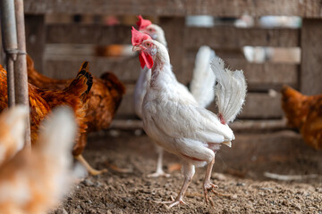 white hens in a chicken coop