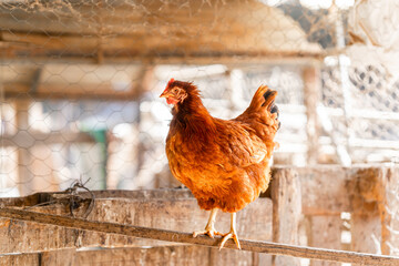 brown hen in a chicken coop © magui RF