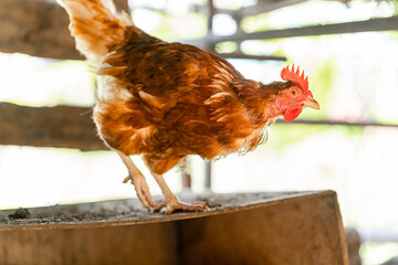brown hens in a chicken coop