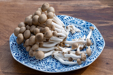 Brown shimeji edible mushrooms native to East Asia, buna-shimeji is widely cultivated and rich in umami tasting compounds