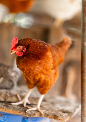 brown hens in a chicken coop