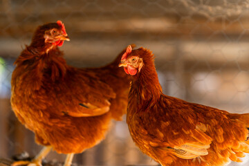 brown hens in a chicken coop