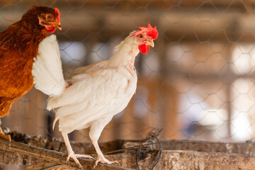 white hens in a chicken coop