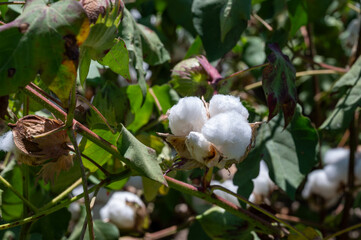 Obraz premium Organic cotton plants field with white open buds ready to harvest near Sevilla, Cordoba, Andalusia, Spain