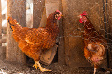 brown hens in a chicken coop