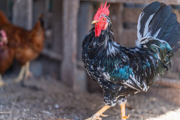 black roaster in a chicken coop