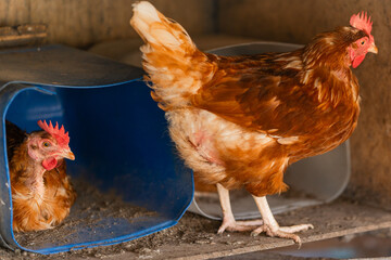 brown hen incubating an egg