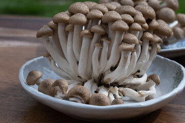 Brown shimeji edible mushrooms native to East Asia, buna-shimeji is widely cultivated and rich in umami tasting compounds